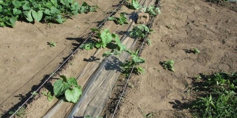 Koliko često zalijevati lubenice na otvorenom polju